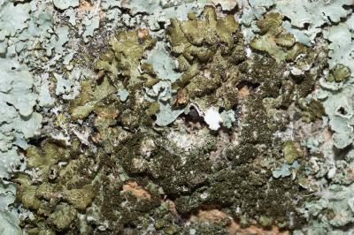 <i>Melanelixia glabratula</i>