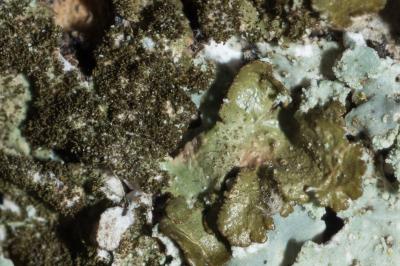 <i>Melanelixia glabratula</i>