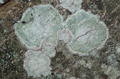 <i>Lepra albescens</i>