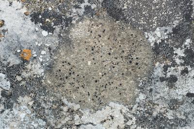 <i>Lecidella stigmatea</i>
