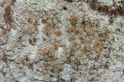 <i>Lecanora chlarotera</i>