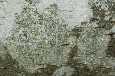 <i>Graphis pulverulenta</i>
