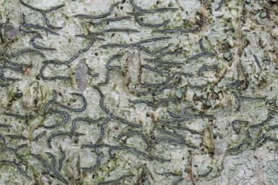 <i>Graphis pulverulenta</i>