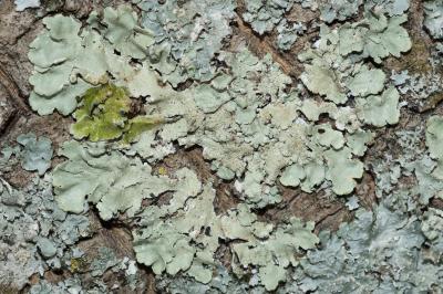 <i>Flavoparmelia caperata</i>