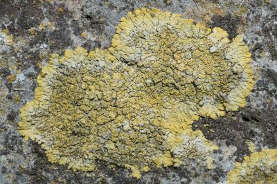 <i>Candelariella medians</i>