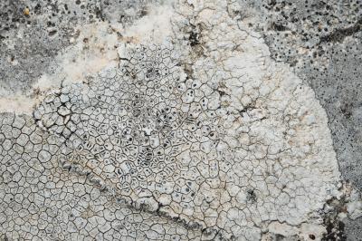 <i>Aspicilia calcarea</i>