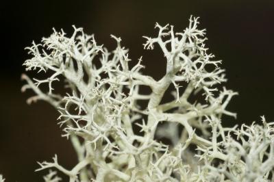 <i>Cladonia portentosa</i>
