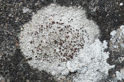 <i>Lecanora campestris</i>