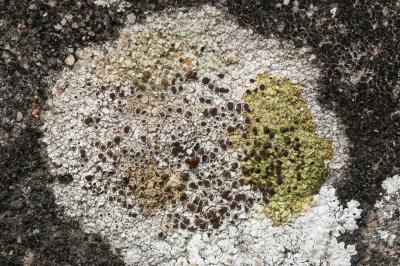<i>Lecanora campestris</i>
