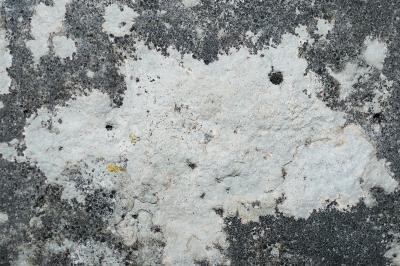 <i>Bagliettoa calciseda</i>