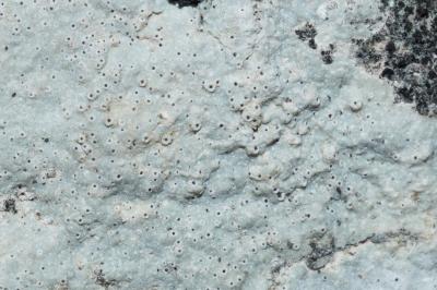 <i>Bagliettoa calciseda</i>