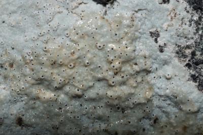<i>Bagliettoa calciseda</i>