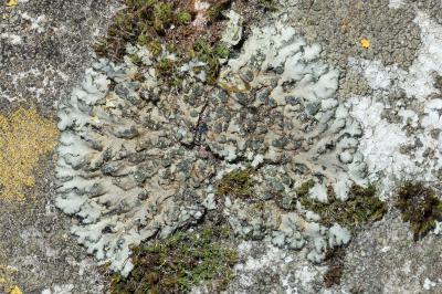 <i>Phaeophyscia orbicularis</i>