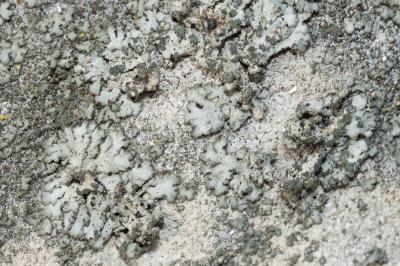 <i>Phaeophyscia orbicularis</i>