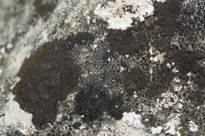 <i>Verrucaria nigrescens</i>