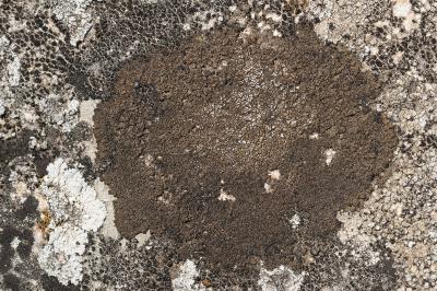 <i>Verrucaria macrostoma</i>