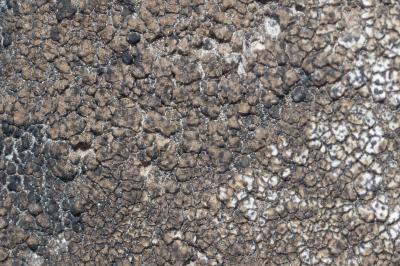 <i>Verrucaria macrostoma</i>