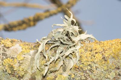 <i>Ramalina fraxinea</i>