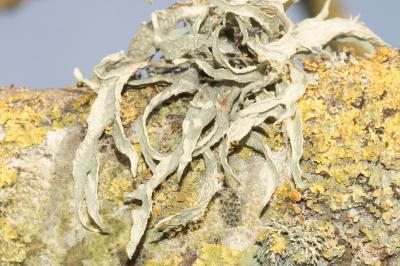 <i>Ramalina fraxinea</i>