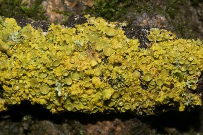 <i>Xanthoria parietina</i>