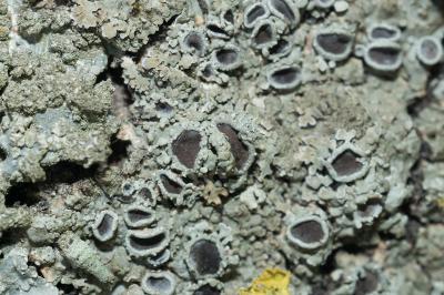 <i>Physconia distorta var. subvenusta</i>
