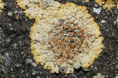 <i>Calogaya pusilla</i>