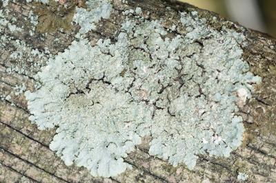 <i>Punctelia subrudecta</i>