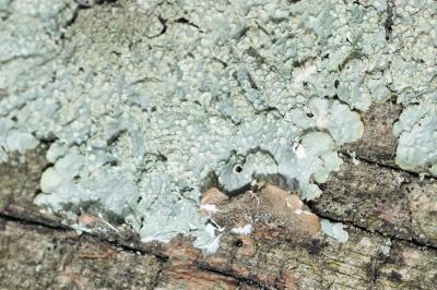 <i>Punctelia subrudecta</i>