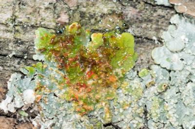<i>Punctelia subrudecta</i>