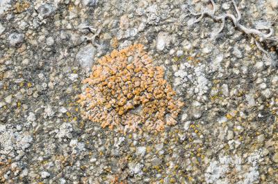 <i>Calogaya decipiens</i>