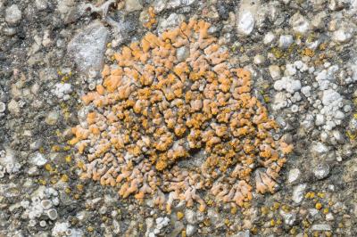 <i>Calogaya decipiens</i>