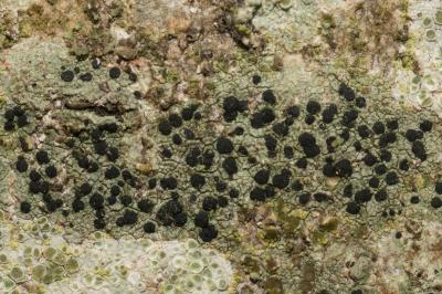 <i>Amandinea punctata</i>