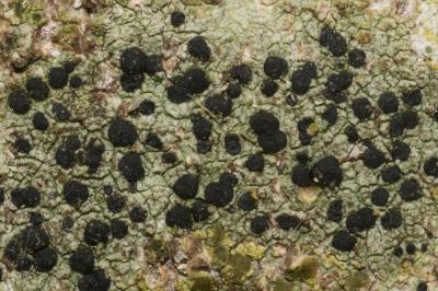 <i>Amandinea punctata</i>