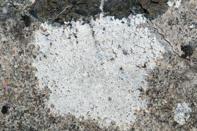 <i>Aspicilia contorta</i>