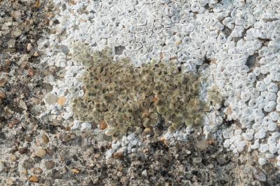 <i>Aspicilia contorta</i>