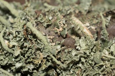 <i>Cladonia ochrochlora</i>