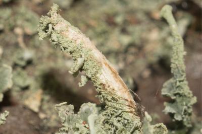<i>Cladonia ochrochlora</i>