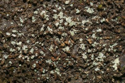 <i>Normandina pulchella</i>