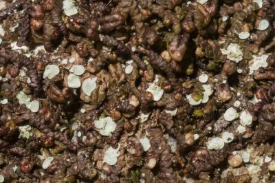 <i>Normandina pulchella</i>