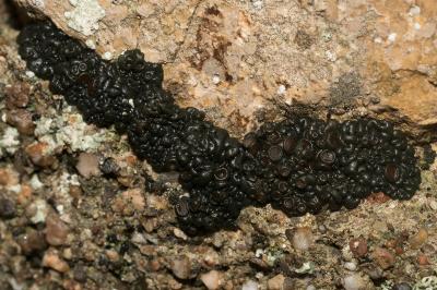 <i>Enchylium tenax var. tenax</i>