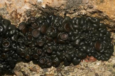 <i>Enchylium tenax var. tenax</i>