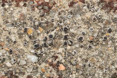 <i>Myriolecis crenulata</i>