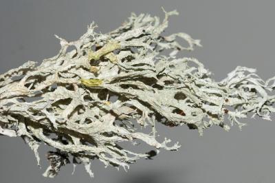 <i>Evernia prunastri</i>