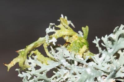 <i>Evernia prunastri</i>