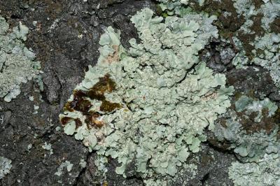 <i>Flavoparmelia soredians</i>