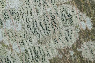 <i>Amandinea punctata</i>