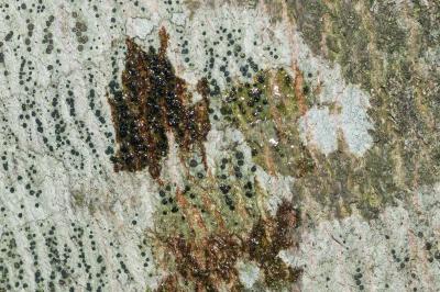 <i>Amandinea punctata</i>