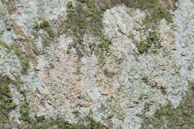 <i>Lecanora chlarotera</i>