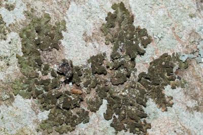 <i>Melanelixia glabratula</i>