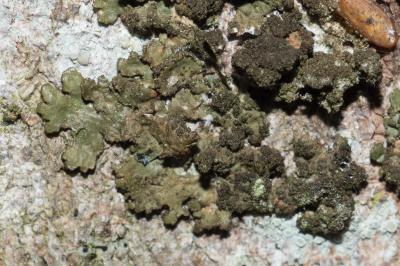 <i>Melanelixia glabratula</i>